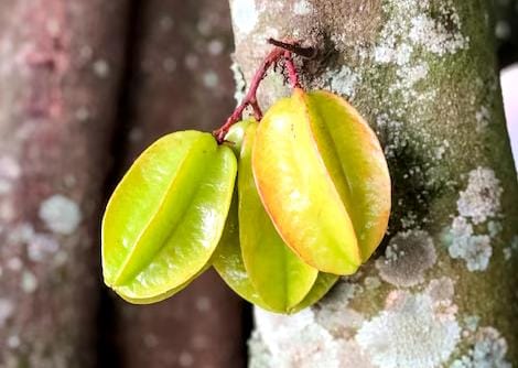 Ini 7 Manfaat Buah Belimbing bagi Tubuh yang Jarang Diketahui, Efektif Jadi Pendamping Program Diet