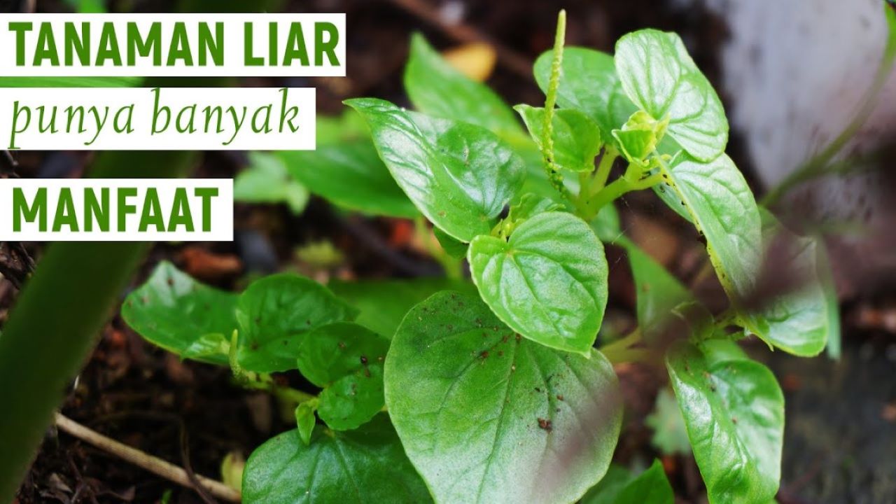 DIY Daun untuk Kencangkan Kulit Kendur, Rahasia Bebas Garis Halus di Usia 40