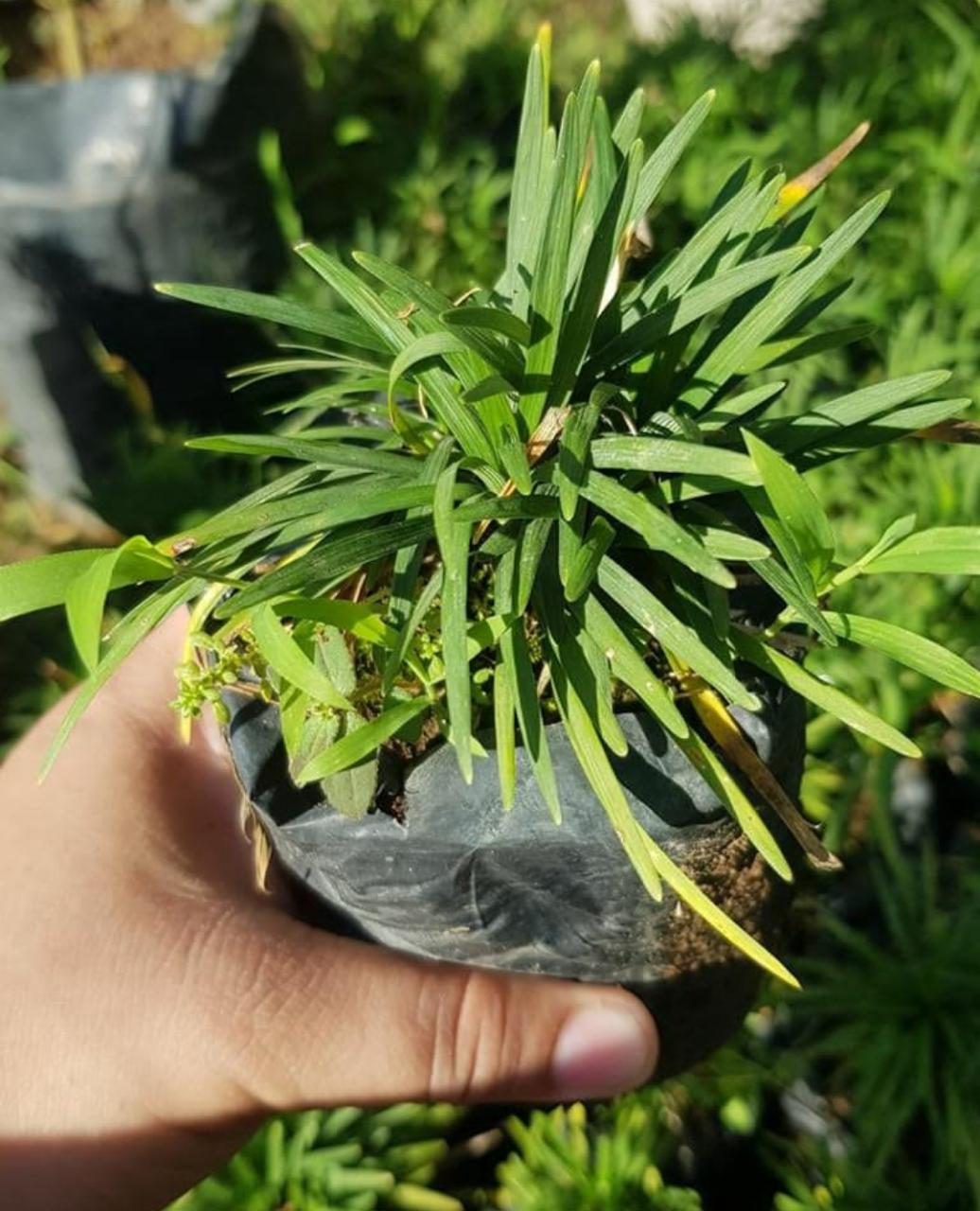 Kelebihan yang Dimiliki Tanaman Kucai, Kamu Bisa Menanamnya di Pekarangan Rumah yang Sempit