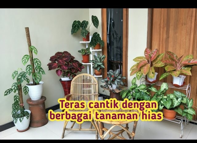 Inilah 8 Jenis Tanaman Hias Daun untuk Teras Rumah, Buat Rumah Kalian Semakin Asri Namun Tetap Estetik