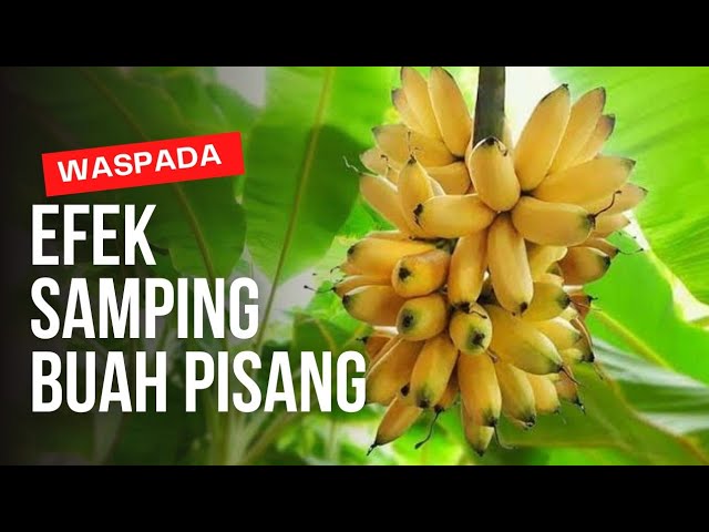 Catat Ya! Perhatikan 3 Efek Samping Makan Pisang Berlebihan, Kalau Tidak Mau Dampak Ini Terjadi