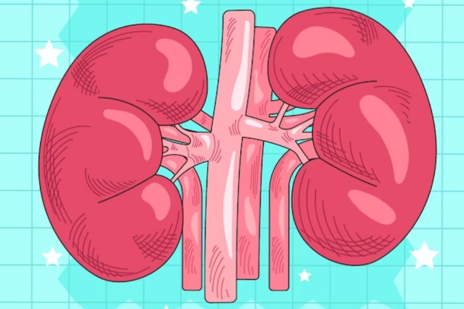 Patut Bersyukur, Inilah 5 Tanda Organ Ginjal Sehat yang Harus Kamu Ketahui