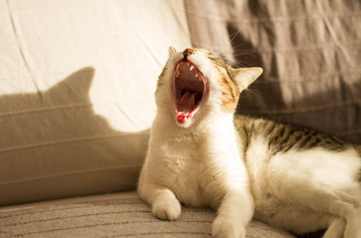Kenapa Mulut Kucing Beraroma Tidak Sedap? Ini Dia Alasan serta Cara Mengatasinya