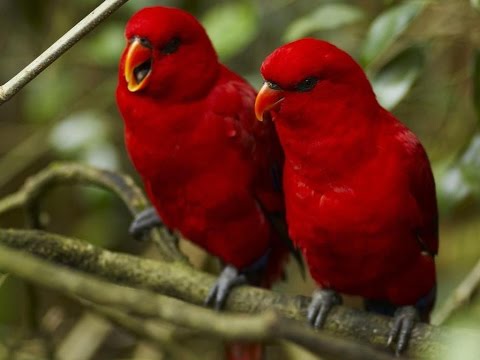Penggemar Lovebird Harus Baca! Ini 10 Jenis Burung Lovebird Hasil Persilangan yang Cantik dan Indah