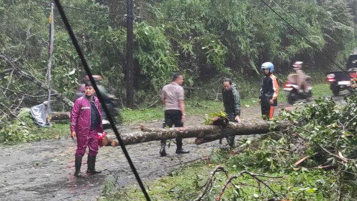 Jalur Pekalongan-Banjarnegara Terhambat Akibat Pohon Tumbang