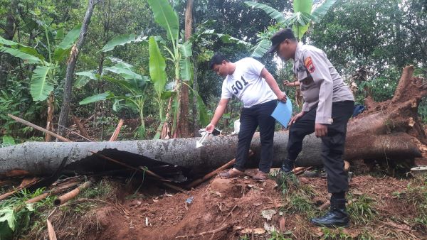 Istirahat di Gubuk, Petani di Kabupaten Pekalongan Tewas Tertimpa Pohon Tumbang