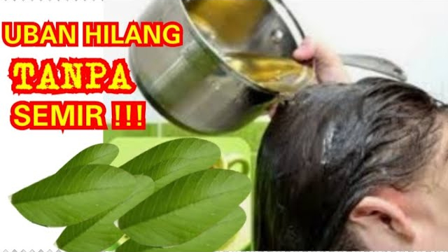 Ini Cara Pakai Air Rebusan Daun Salam Untuk Mengatasi Uban, Cuma 3 Langkah Bikin Rambut Hitam Permanen