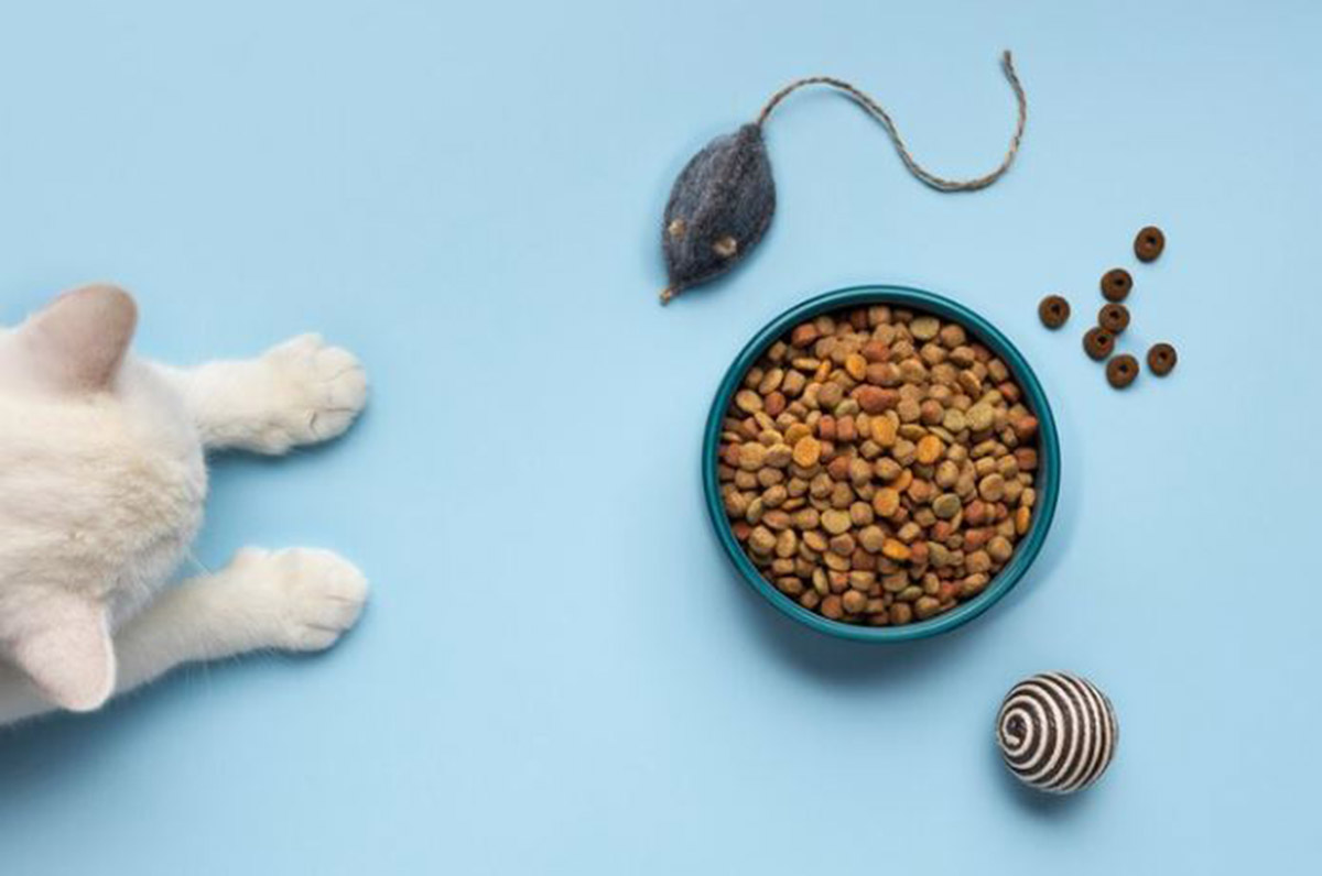 Cara Agar Kucing Mau Makan, Coba Lakukan Trik dari Dokter Hewan Ini! Kenali Juga Penyebab Kucing Mogok Makan