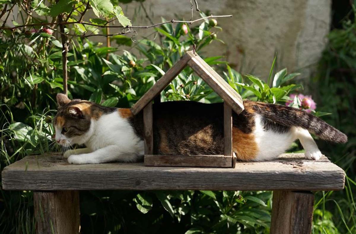 Tahukah Kamu Catnip Terbuat dari Daun Tanaman Apa? Ini Dia Jawabannya dan Manfaatnya bagi Anabul Tercinta