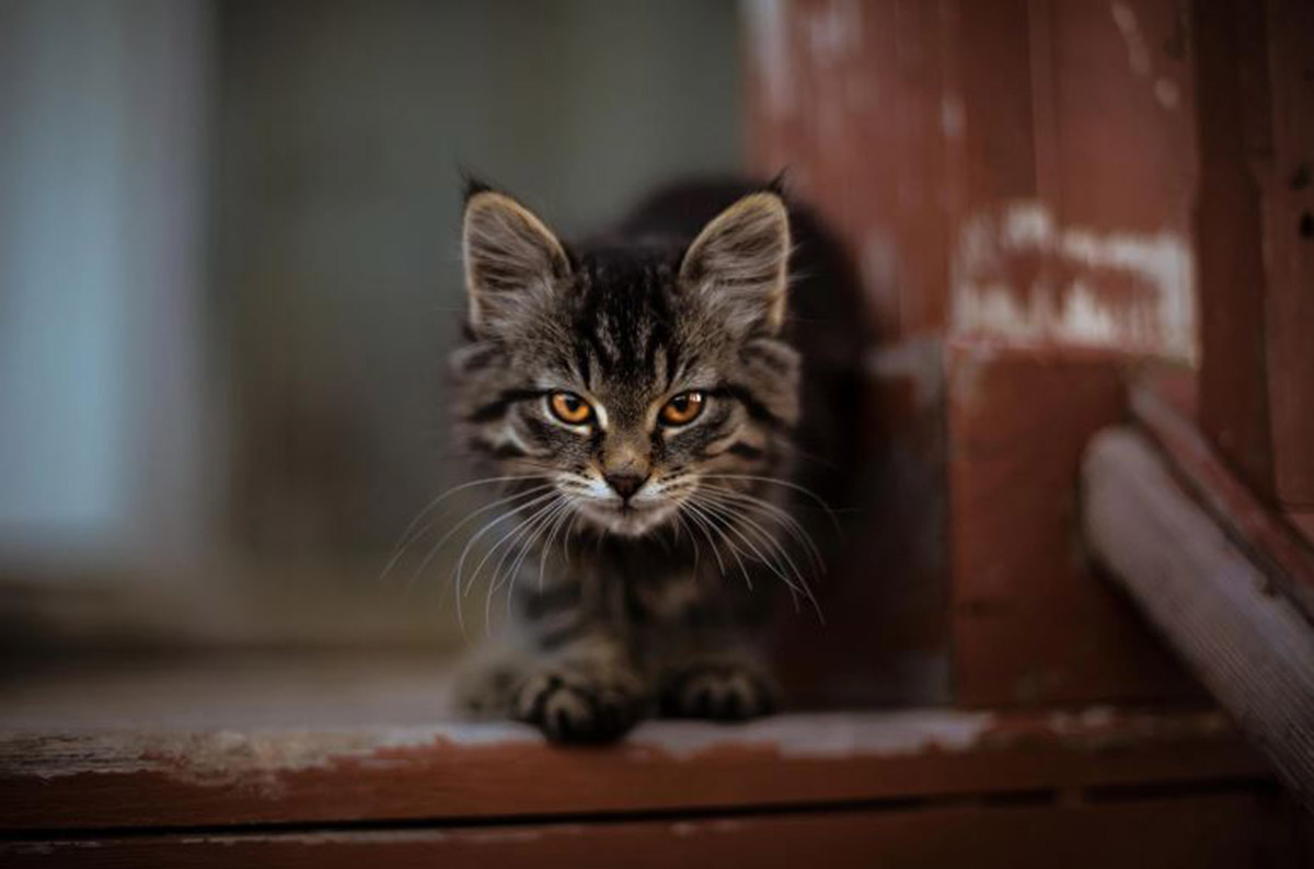 Yuk Cari Tahu Tentang Keajaiban Kucing Menurut Primbon Jawa, Hewan yang Dipercaya Mengetahui Rahasia Alam