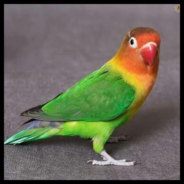 Perhatikan Ini!  Ciri Fisik dan Karakteristik Lovebird Ijo Standar, Pemegang Juara 1 Burung Kicau