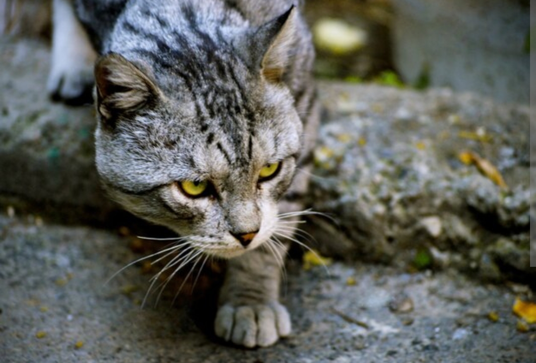 Dijamin Berhasil Inilah Cara Mengusir Kucing Liar Agar Tidak Buang Air di Rumah, Yuk Buktikan!