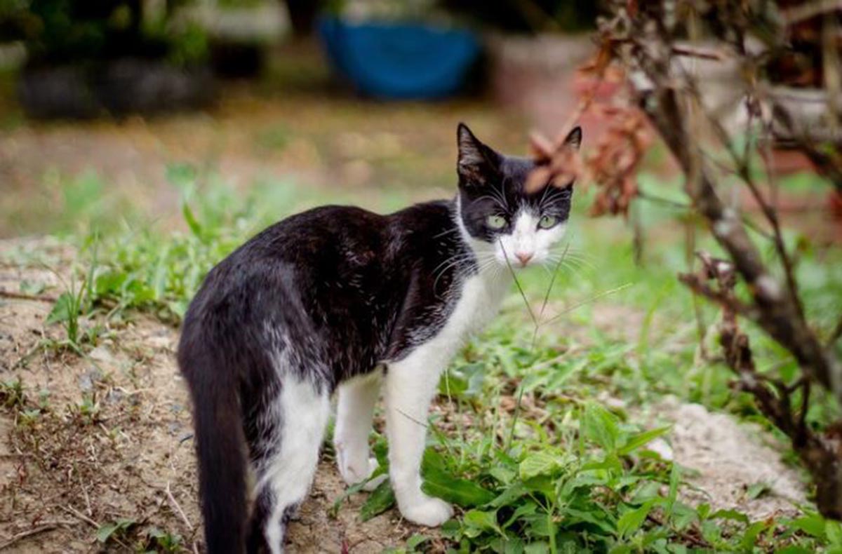 Ingin Pekarangan Bebas dari Kucing Liar? Tanam Tanaman yang Tidak Disukai Kucing Ini, Dijamin Ampuh!