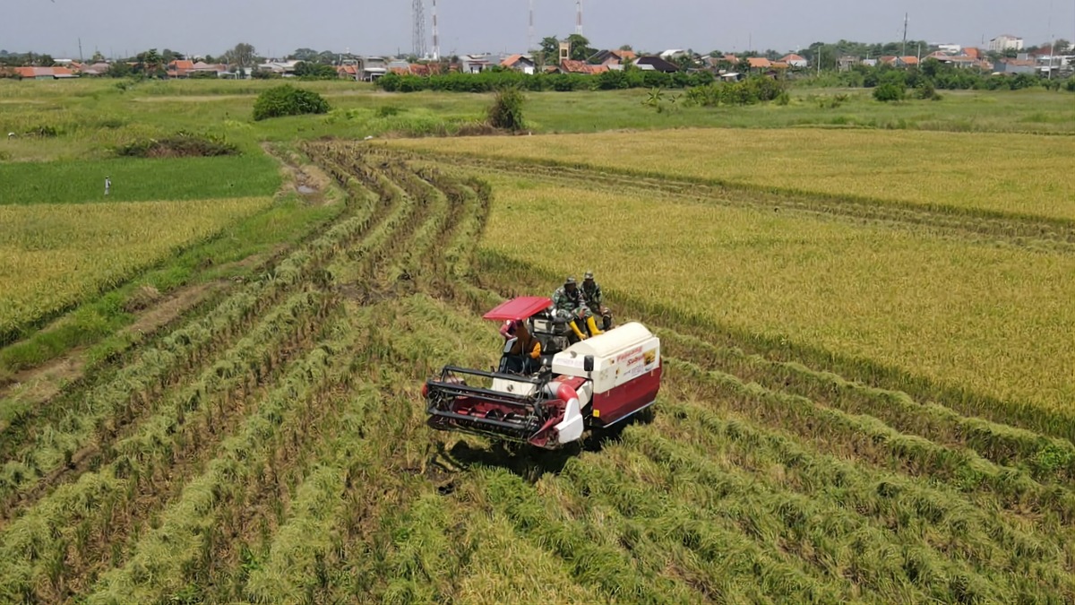 Dari Lahan Terdampak Rob Jadi Produktif, Pemkot dan Kodim Pekalongan Sukses Panen Kedua Padi Biosalin