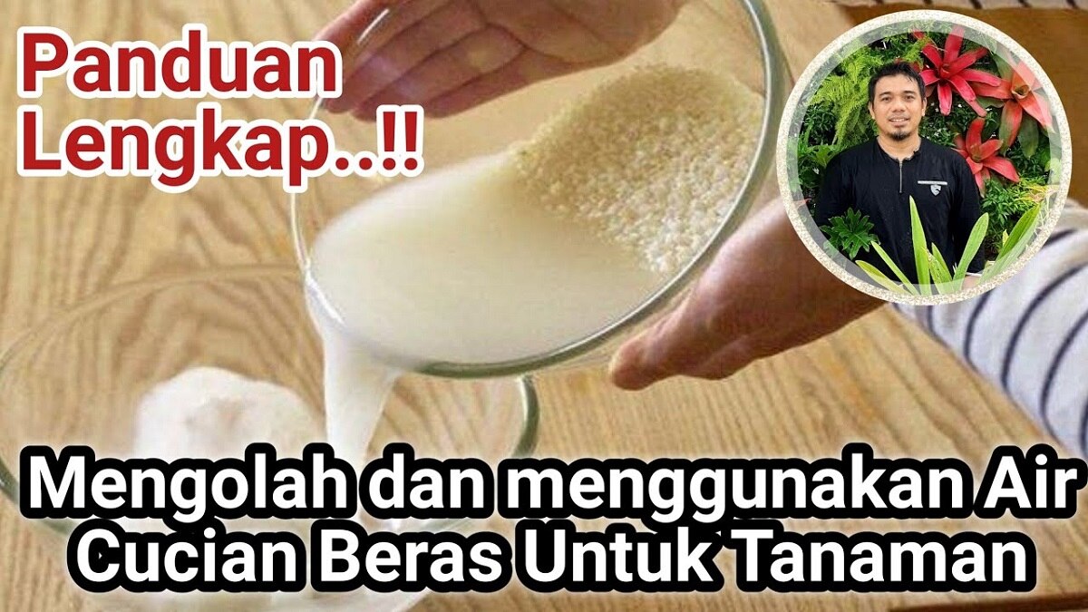 Begini Cara Membuat Pupuk Organik dengan Menggunakan Air Bekas Cucian Beras untuk Tanaman Hias