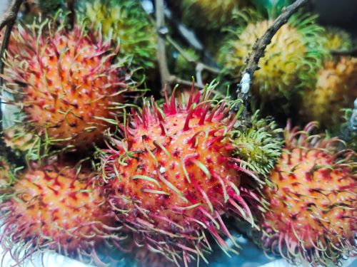 Apakah Rambutan Bikin Batuk dan Asam Lambung Naik? Cek Faktanya di Sini