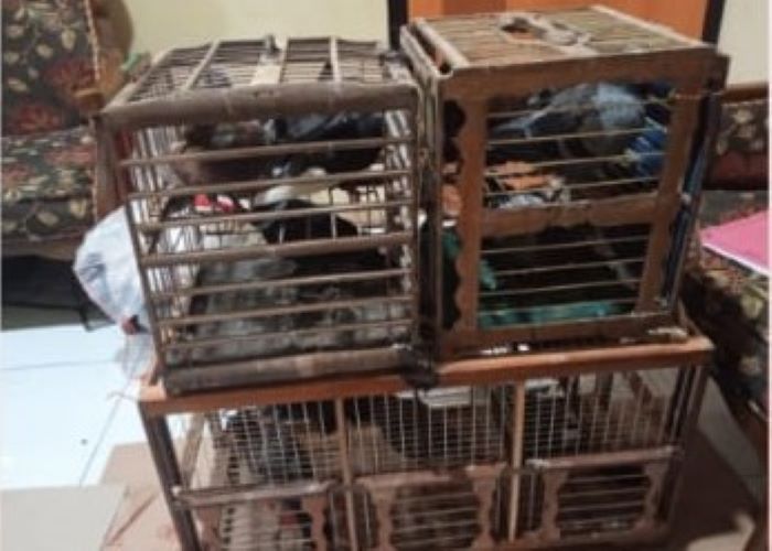 Curi 32 Burung Merpati, Buruh Harian Lepas di Kabupaten Pekalongan Diciduk Polisi