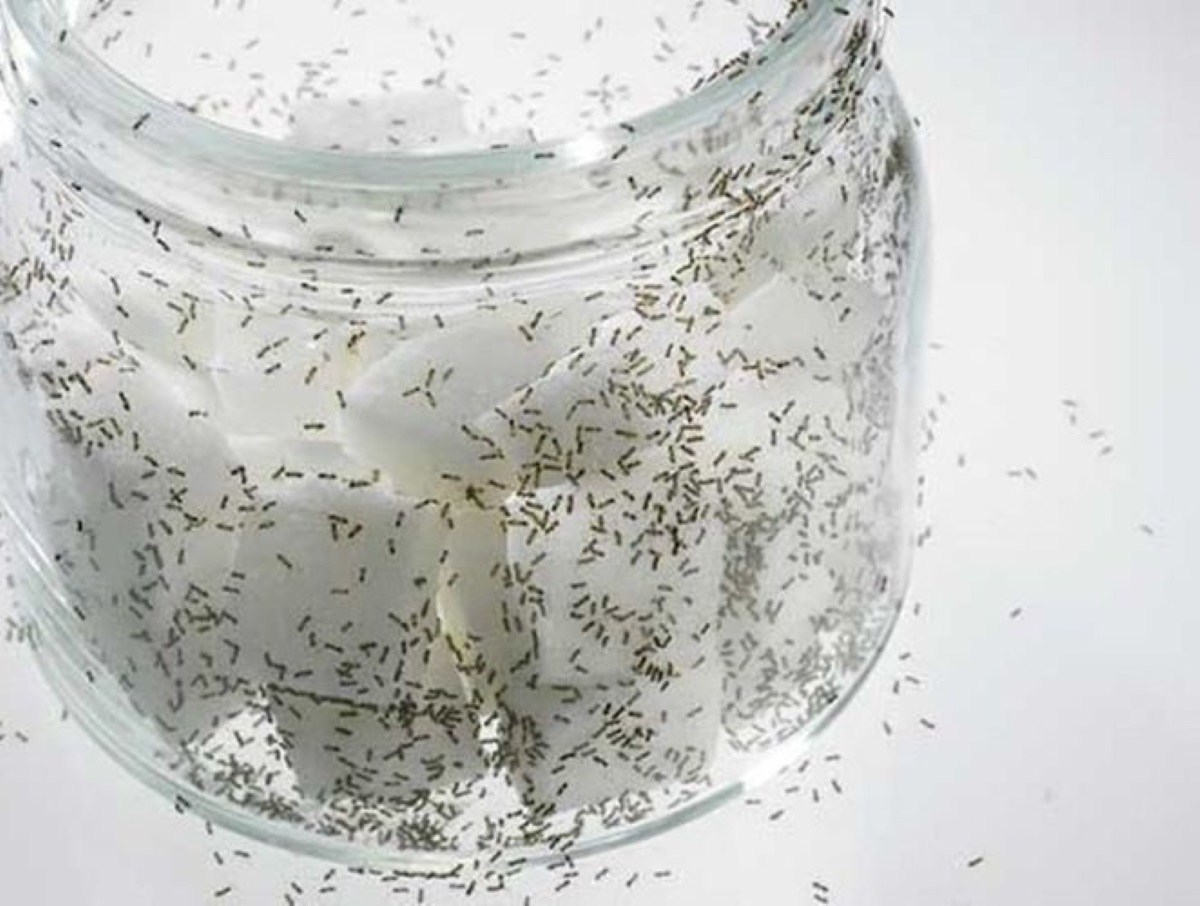 Cukup dengan 2 Bahan! Inilah Cara Ampuh Usir Semut dari Toples Gula Tanpa Harus Dijemur dengan Benar dan Aman