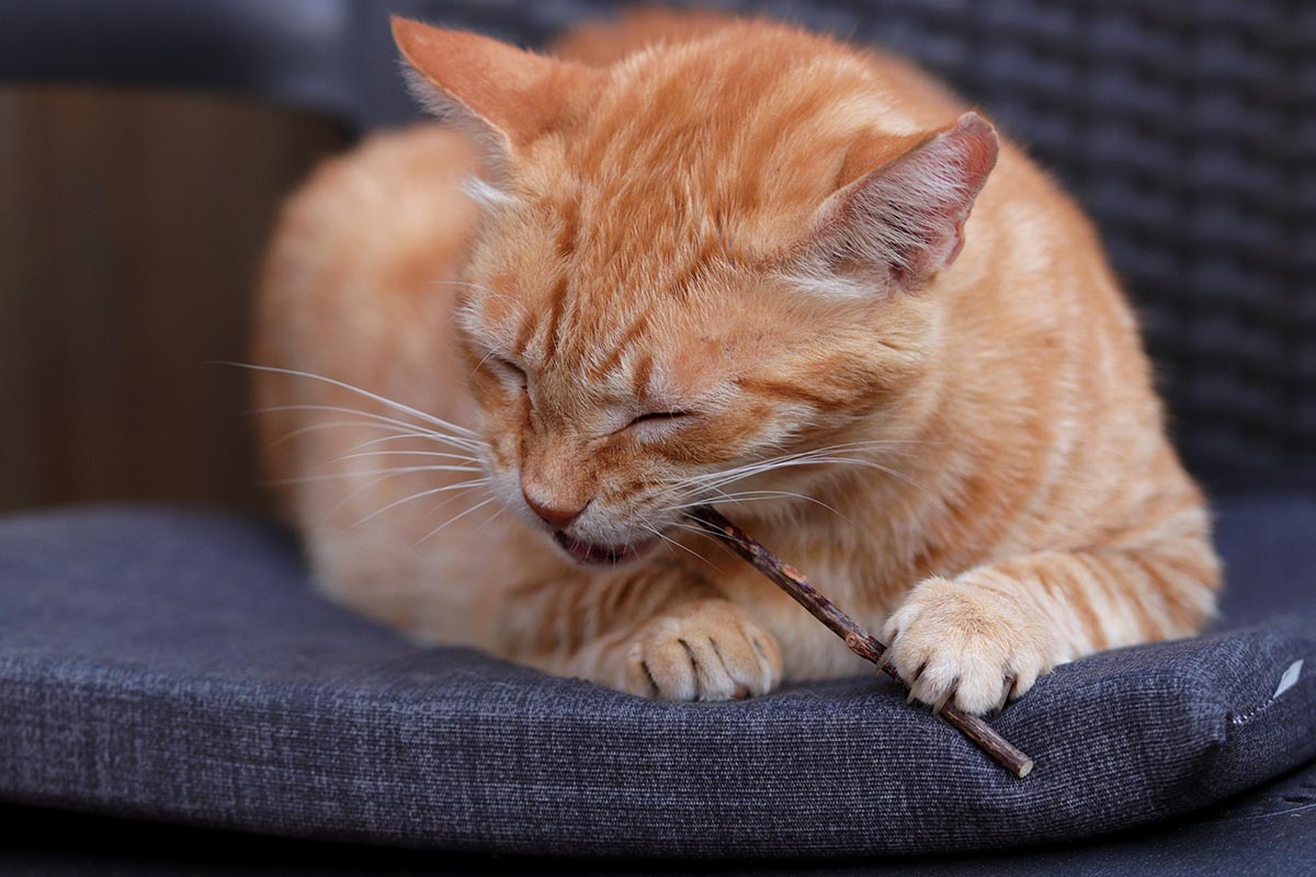 Obat Herbal untuk Kucing Sakit yang Sudah Terbukti Khasiatnya Sejak Zaman Dulu, Dijamin Halal dan Aman