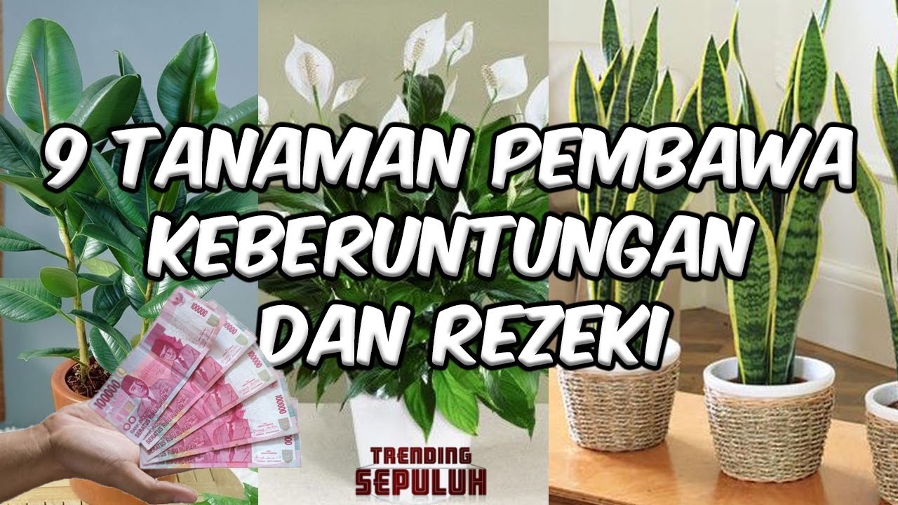 9 Tanaman Pembawa Rezeki yang Mendatangkan Keberuntungan dan Kekayaan