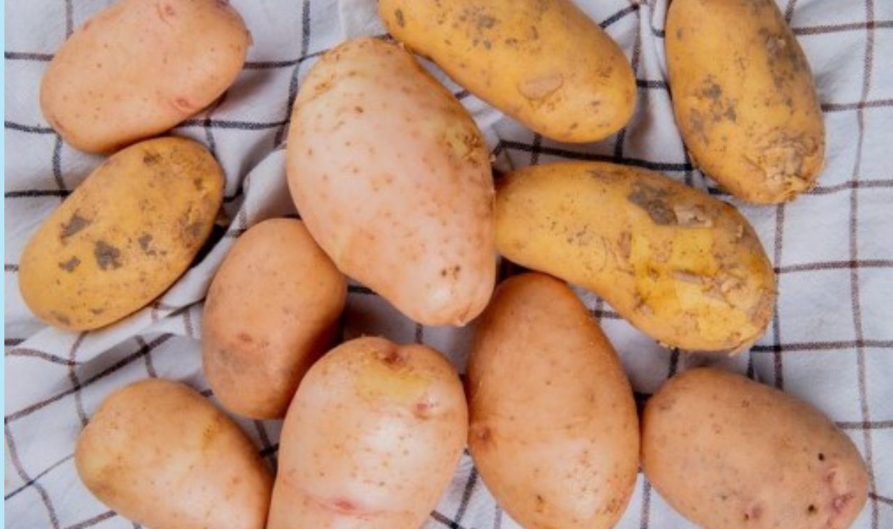 Beli Ubi Cilembu di Pekalongan! Lezat dan Rendah Kalori, Cocok Buat Kamu yang Lagi Diet!