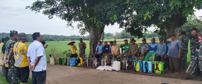 Hama Penggerek Batang Mengancam, Koramil Kajen Ikut Gerakan Pengendalian Hama di Desa Sambiroto Pekalongan
