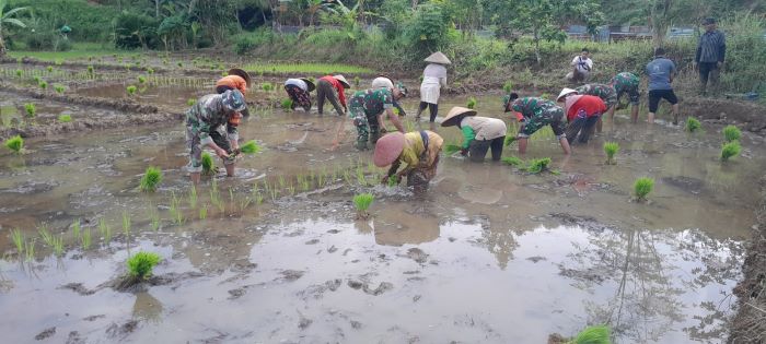 Dukung Ketahanan Pangan Nasional, Koramil Kandangserang Bantu Tanam Padi di Desa Tajur Pekalongan