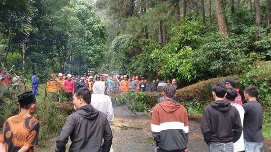 Pohon Pinus Tumbang Tutup Jalur Kajen - Paninggaran di Linggoasri, Ini Gerak Cepat Polisi, TNI dan BPBD 