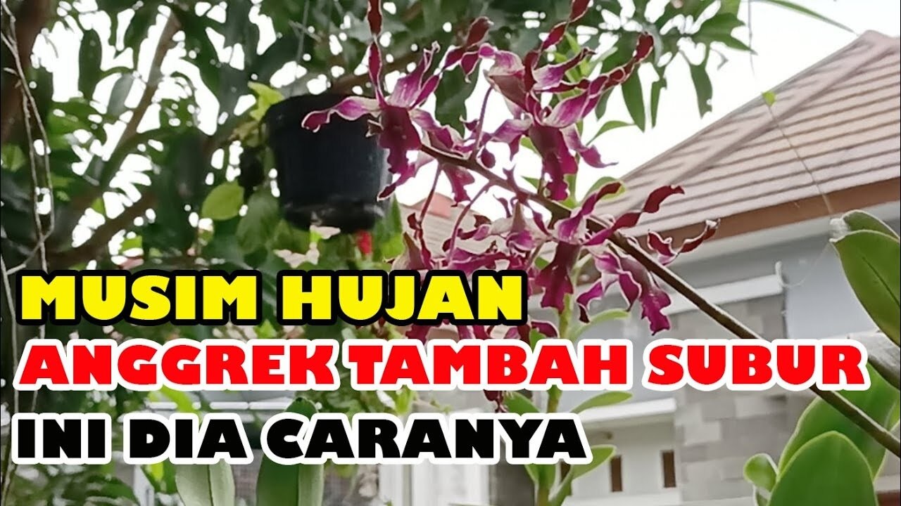 Cara Merawat Bunga Anggrek Pada Musim Hujan: Tips dan Trik