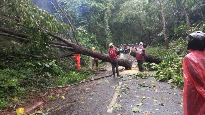Hujan Lebat, 5 Pohon Tumbang di Jalur Kajen-Kandangserang Kabupaten Pekalongan