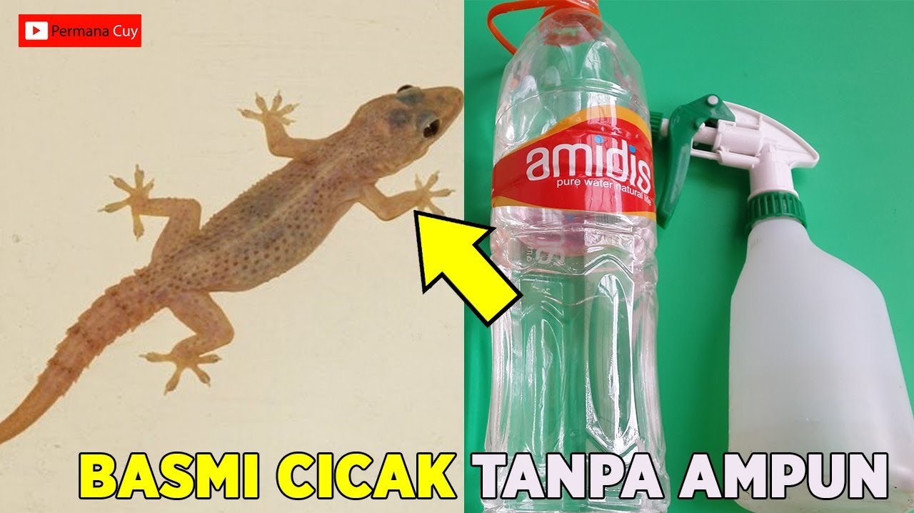 Trik Mudah Mengusir Cicak dengan 1 Bahan Dapur, Efektif Tanpa Perangkap!