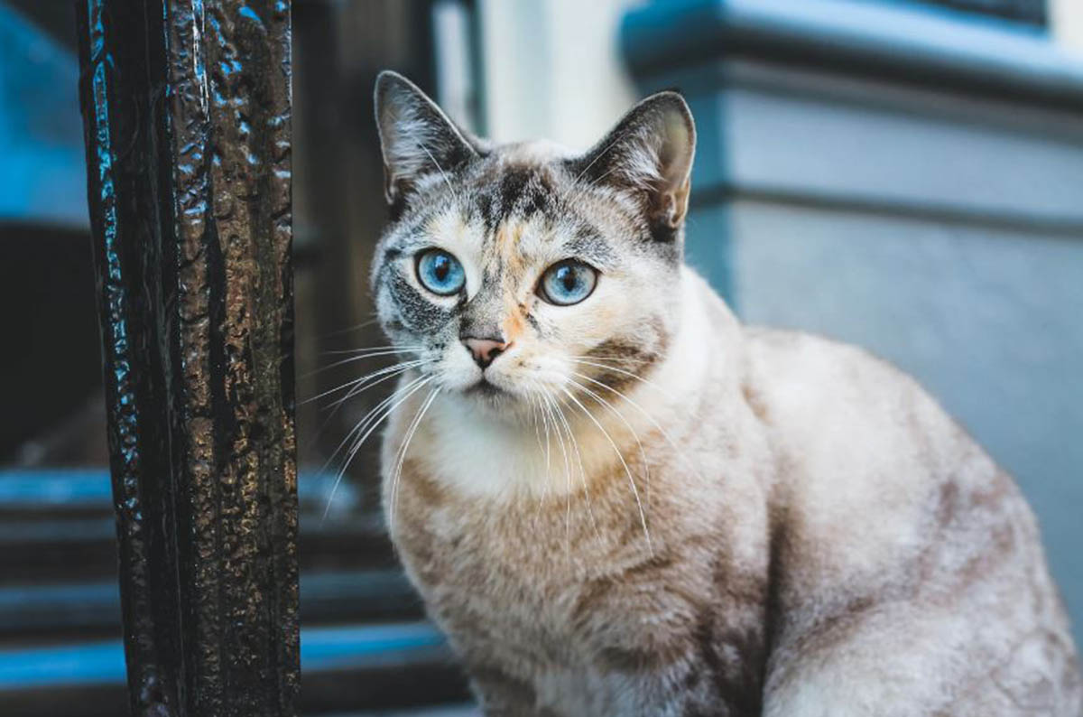 Apakah Kucing Hamil Boleh Divaksin? Simak Jawaban dari Dokter Hewan Berikut agar Tidak Salah Kaprah!