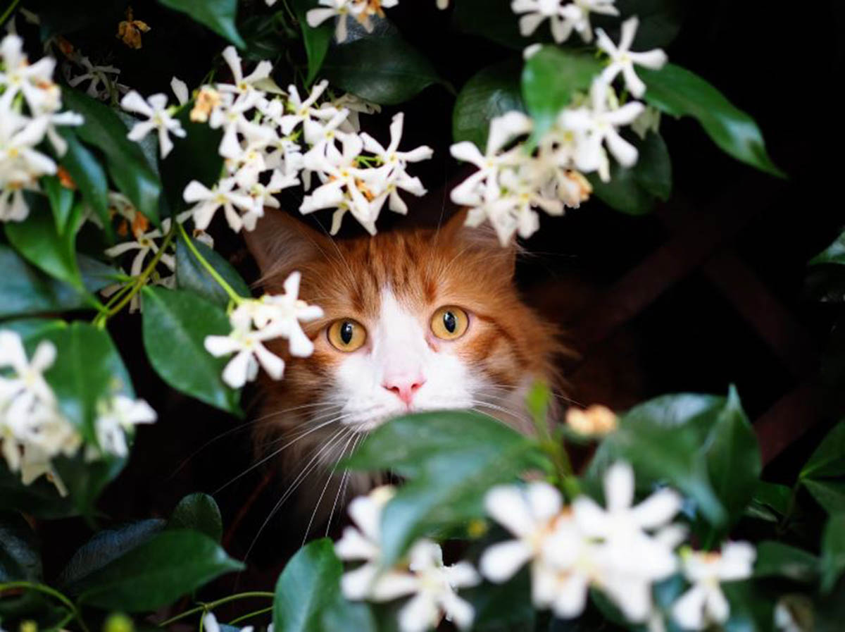 Manfaat Tanaman Thyme untuk Kucing: Ternyata Bisa Membasmi Cacing Kucing Jika Diberikan Rutin