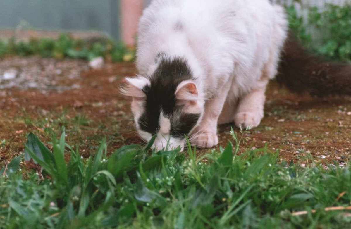 Alasan Kenapa Kucing Suka Makan Rumput: Jangan Bingung! Ternyata Bermanfaat bagi Kesehatan Anabul