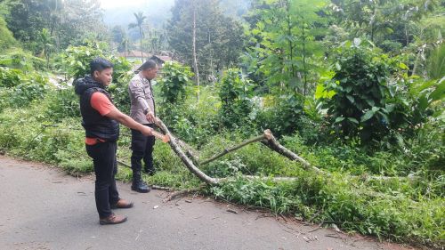 Warga Desa Bojongkoneng Pekalongan Tewas Tertimpa Pohon Petai Tumbang, Saat Naik Motor di Kandangserang