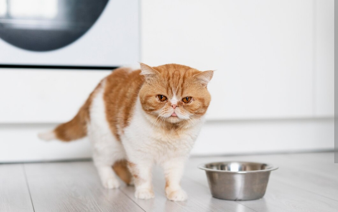 Inilah Cara Mengatasi Kucing yang Tidak Mau Makan, Buktikan Saja Pasti Berhasil dan Doyan Makan!