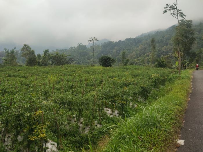 Harga Cabai di Tingkat Petani di Petungkriyono Pekalongan Anjlok, Harga Cabai Hanya Rp 4.500 Per Kilo