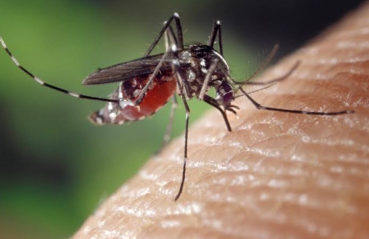 Inilah 7 Tips Agar Rumah Bebas dari Nyamuk, Pakai Cara Ini untuk  Usir Nyamuk Agar Tidak Datang Lagi! 