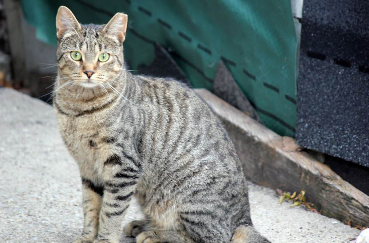 Apakah Kucing Kampung Harus Divaksin? Ini Dia Alasan Mengapa Semua Jenis Kucing Perlu Divaksin