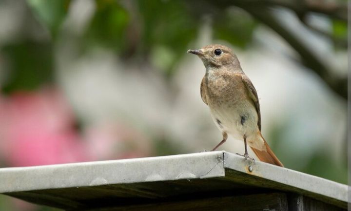 Primbon Jawa: Suka Burung Kicau? Inilah 3 Weton yang Cepat Sukses Jika Jadi Penjual Burung Kicau