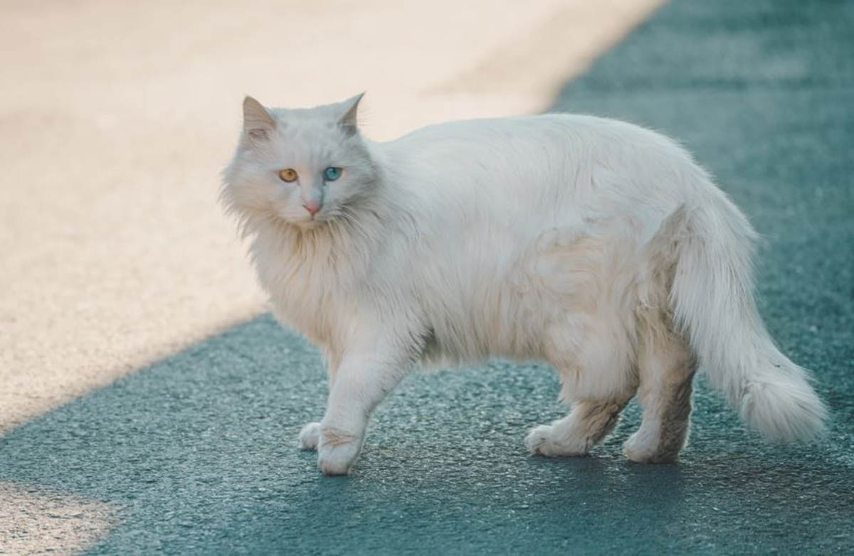 Bukan Anggora Turki Biasa! Ini Dia Fakta Unik Kucing Nabi Muhammad, Muezza yang Berharga