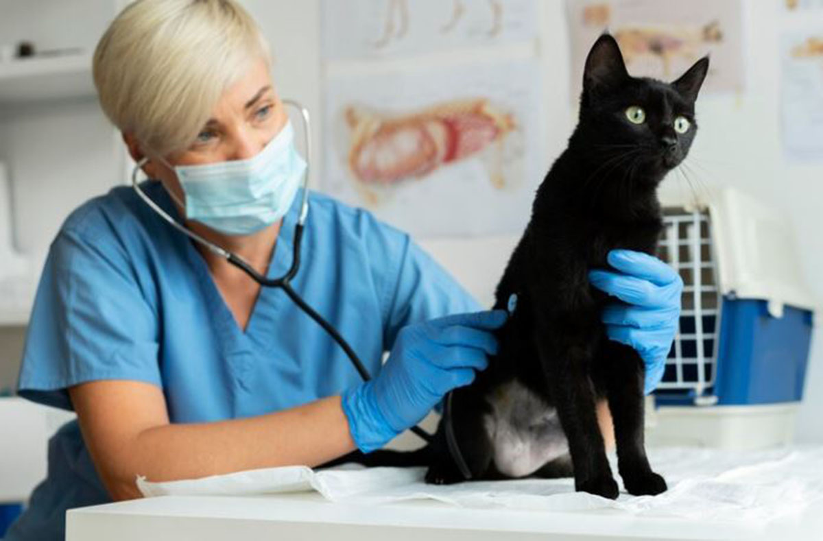 Apakah Sebelum Vaksin Kucing Harus Minum Obat Cacing? Ini Dia Hal yang Harus Dilakukan Sebelum Kucing Divaksin