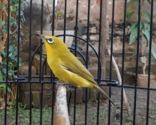 Begini Cara Merawat Burung Pleci Bagi Pemula, Dijamin Burung Selalu Sehat dan Rajin Berkicau Tiap Hari!