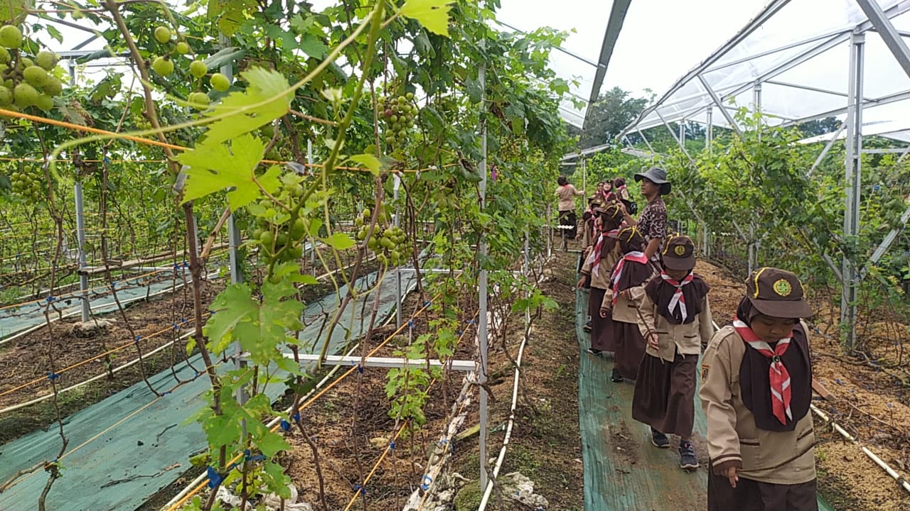 Pangkalan MIS Sidorejo Tirto Gelar Pesta Kebun Pramuka Siaga di Kebun Anggur PGV Nursery Pekalongan