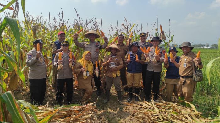 Polsek Kesesi Panen Jagung di Desa Watupayung, Hasilkan 4,5 Ton Jagung