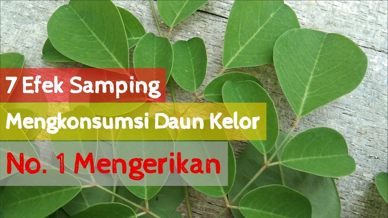 Waspada! Berikut Ini 4 Efek Samping Daun Kelor Jika Dikonsumsi Sembarangan