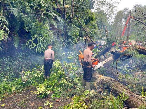 Pohon Pinus Tumbang Tutup Jalan Raya Kajen-Paninggaran