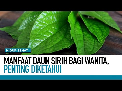 Cocok untuk Wanita! Inilah 3 Manfaat Rebusan Air Sirih, Bermanfaat Mengatasi Masalah Para Wanita