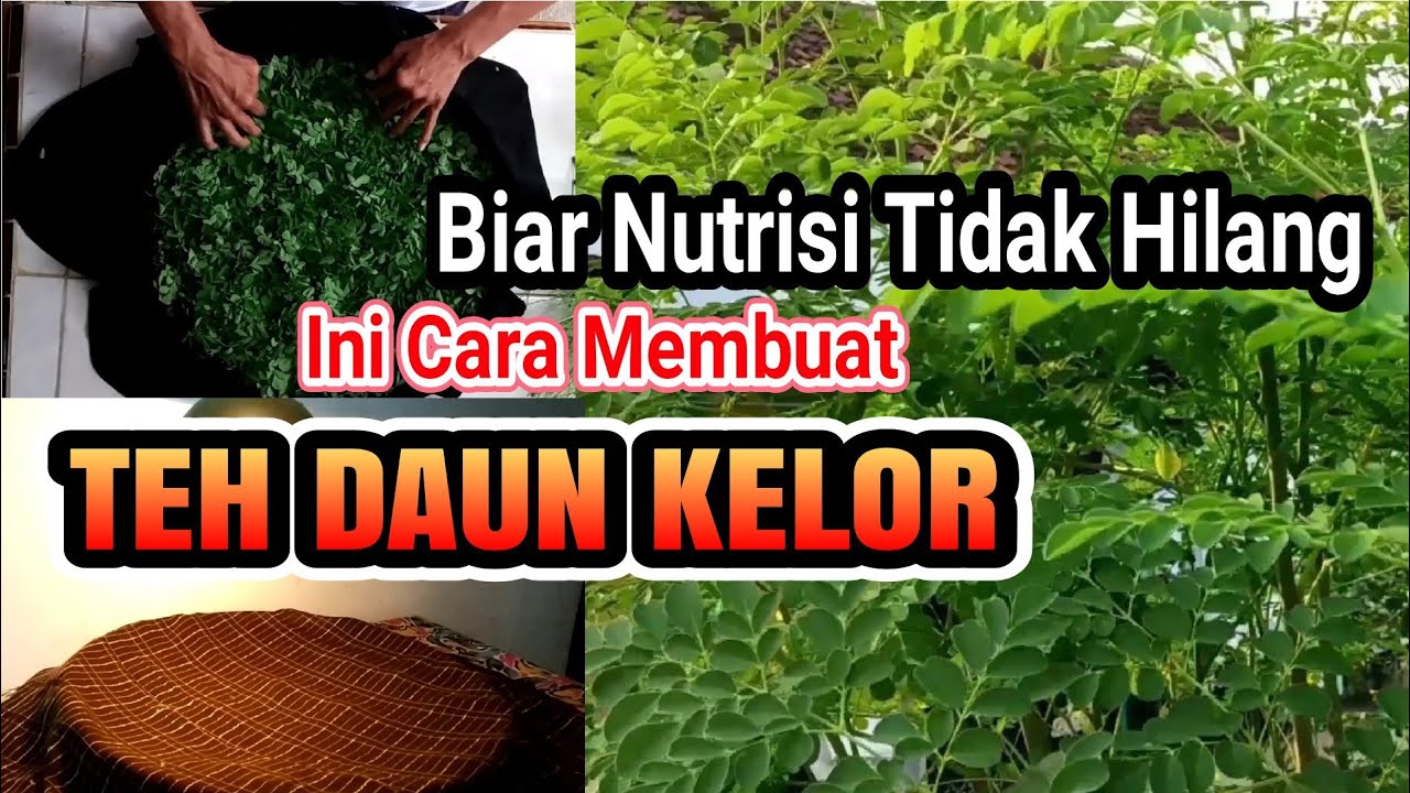 Mau Tau Cara Mengolah Daun Kelor untuk Obat yang Benar? Ini 3 Caranya Agar Khasiatnya Maksimal