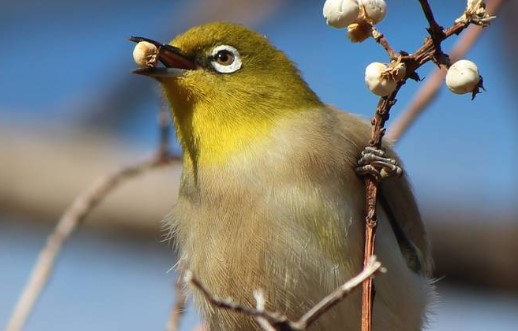 5 Tips Manajemen Pemberian Pakan Burung Pleci yang Baik, Lakukan Hal Ini Agar Burung Selalu Sehat!